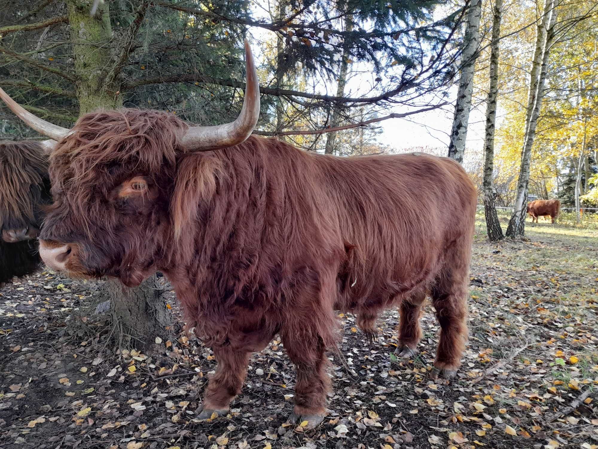 bydło szkockie HIGHLAND CATTLE jałówki/byczki