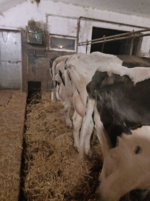 Krowy mleczne rasy HF