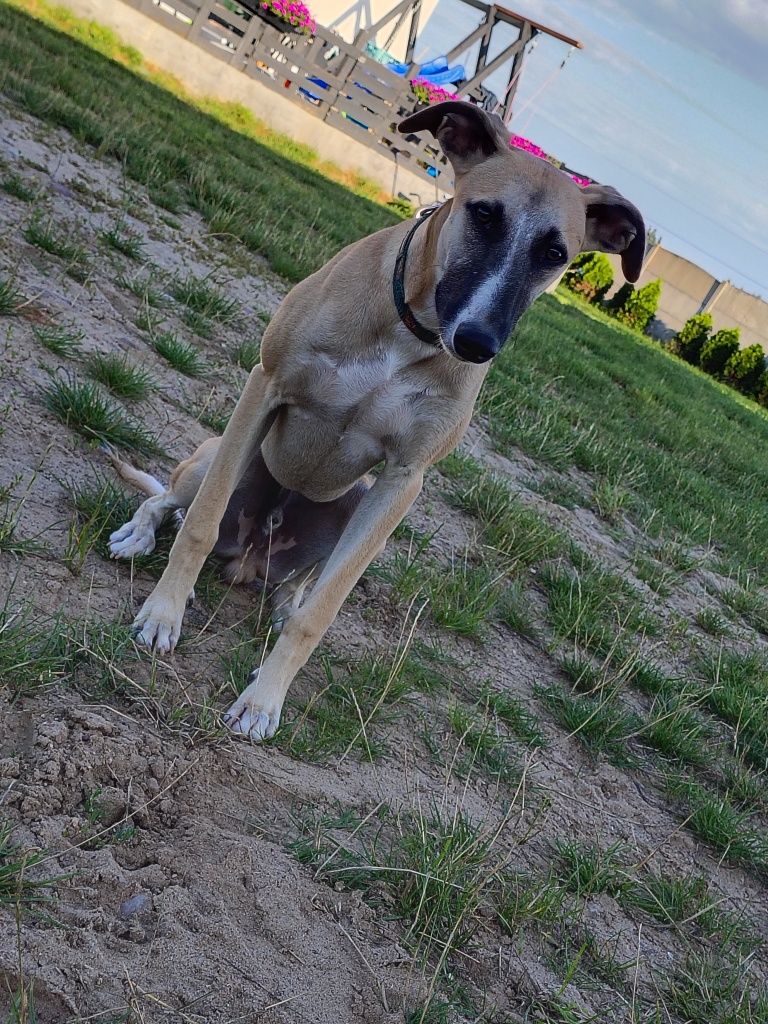 Chart angielski whippet - Pies FCI
