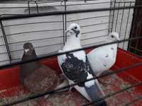 Gołębie pocztowe obroczkowane samice