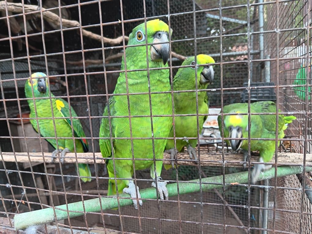Papagaios amazonas