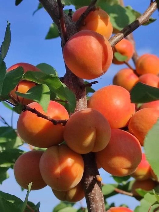 Саджанці персика та абрикосу / Саженцы плодовых / Опт