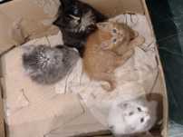 Отдам даром котят