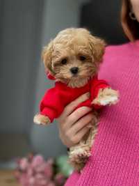 ШИКАРНЫЙ кукольный щенок мальтипу мальчик maltipoo mini тикап Китай