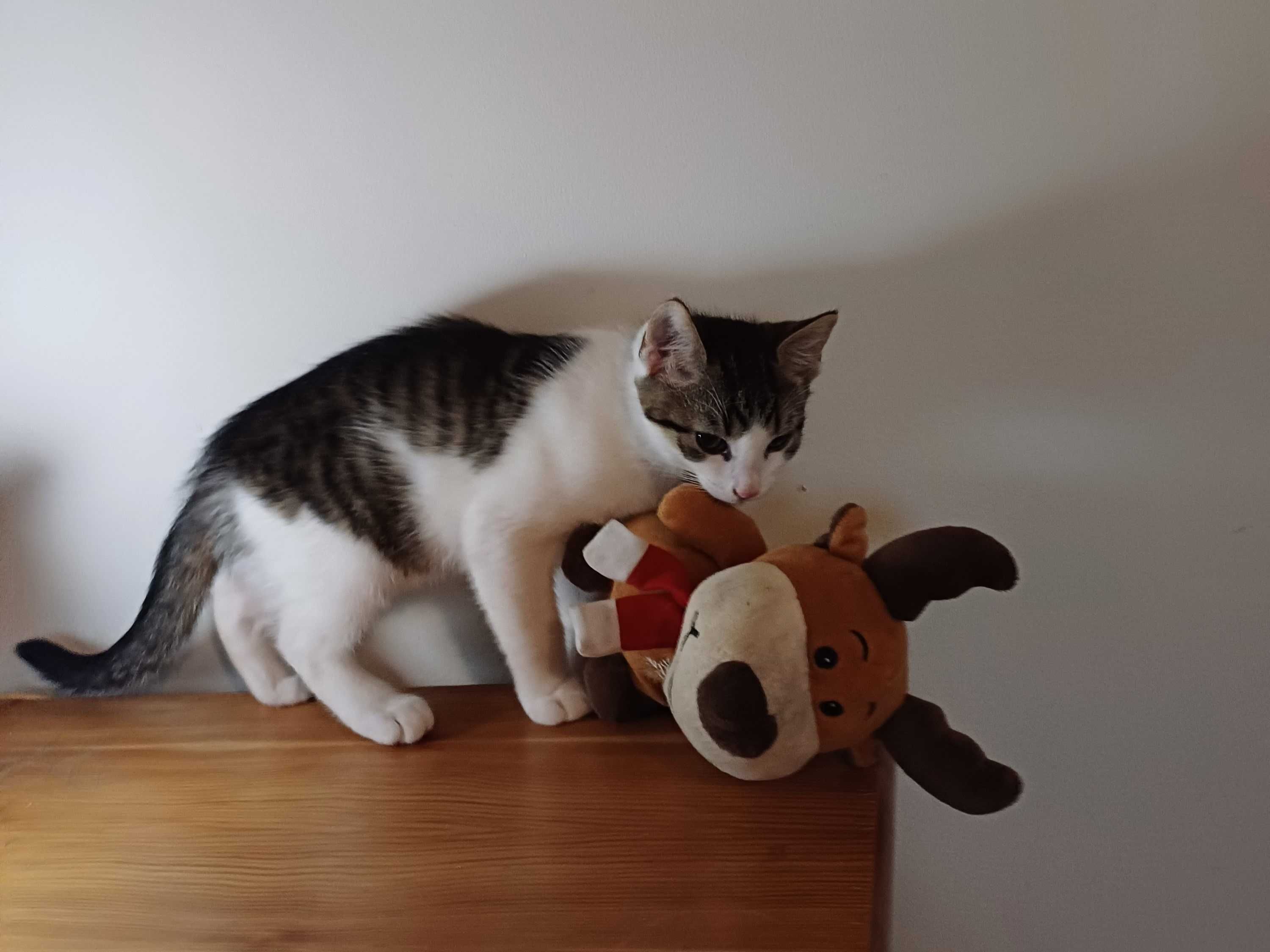 Kocurki Romeo i Julian, rodzeństwo