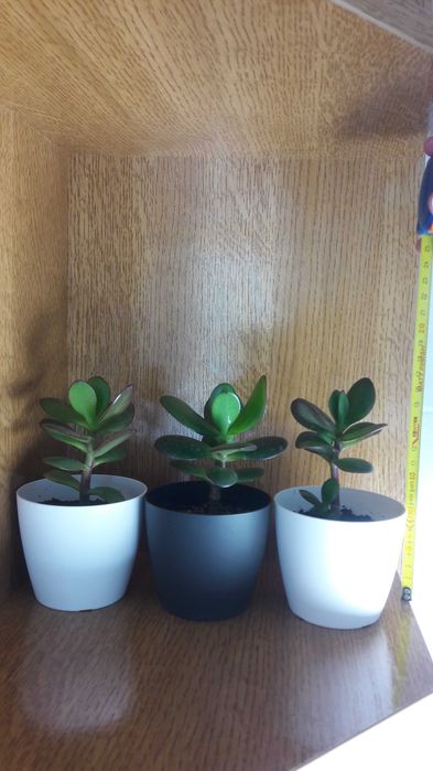 Suculentas de dois tipos