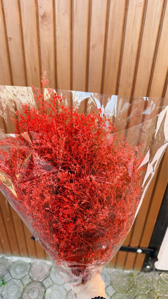 Limonium malowane - różne kolory - duże ilości