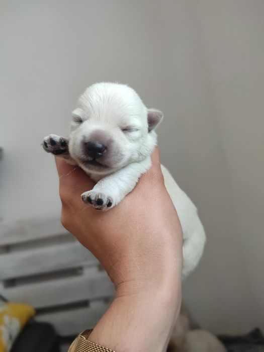 West highland white terrier