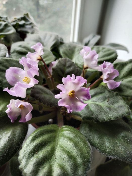 Фіалка кімнатна рослина