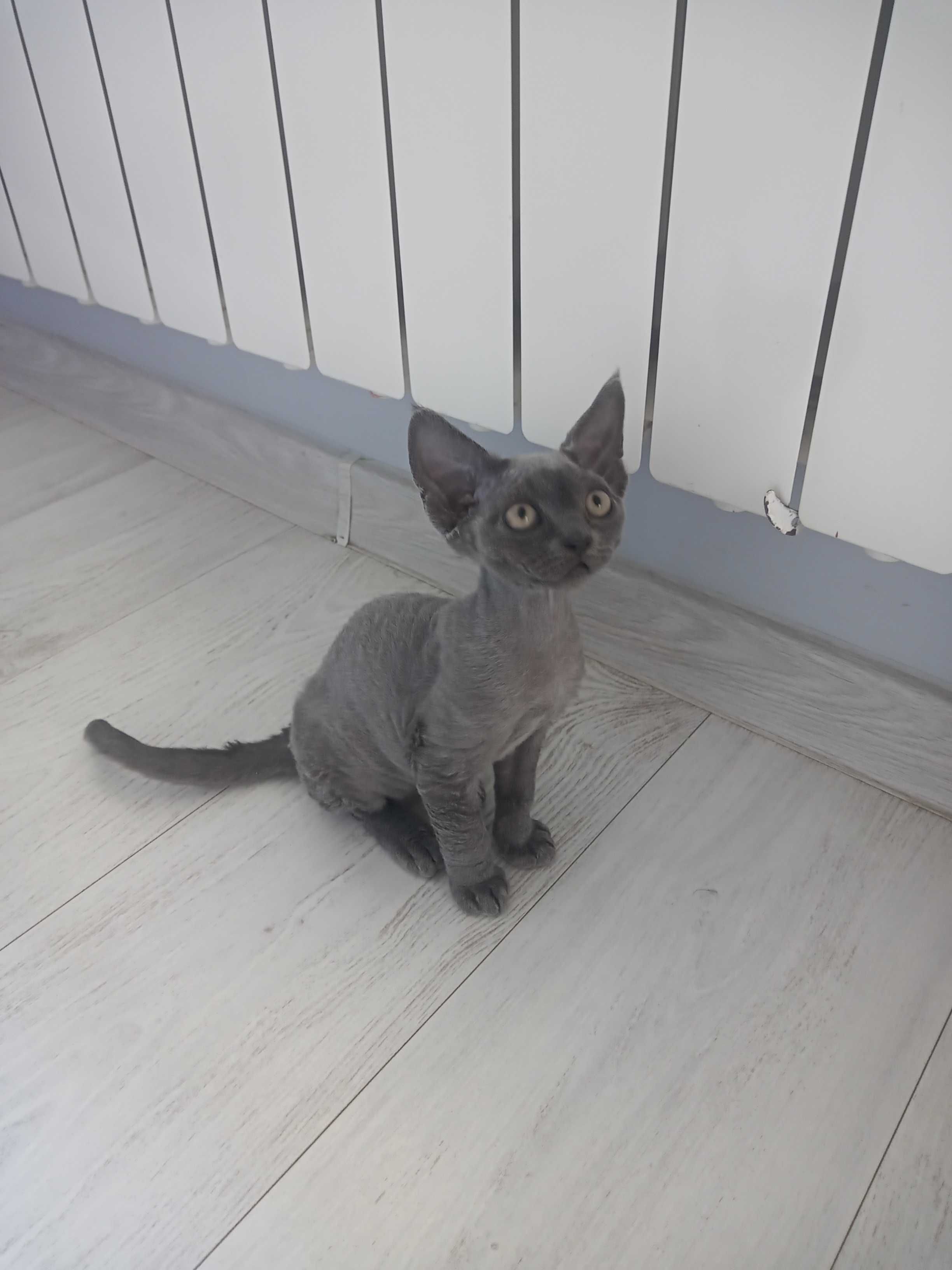 Gotowy do odbioru Devon rex niebieski kocurek