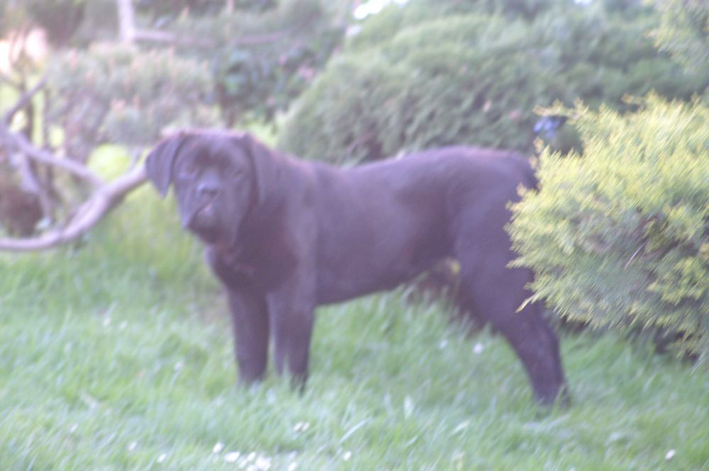 Cane Corso sunia, zagraniczne krycie, Moc