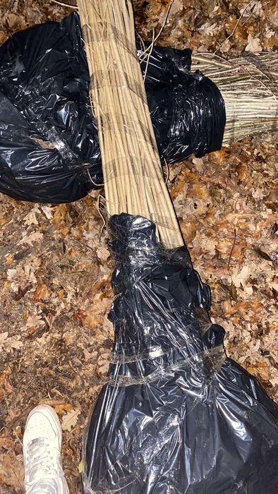 Саженцы липа клен рябина ясень дуб бук береза граб. Опт, розница