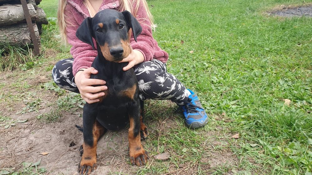 Suczka doberman gotową do odbioru rodowód