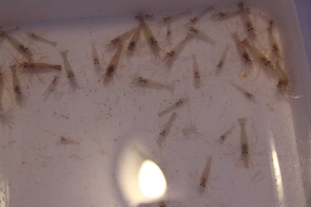 Krewetka Lysmata wurdemanni pogromca Aiptasi.