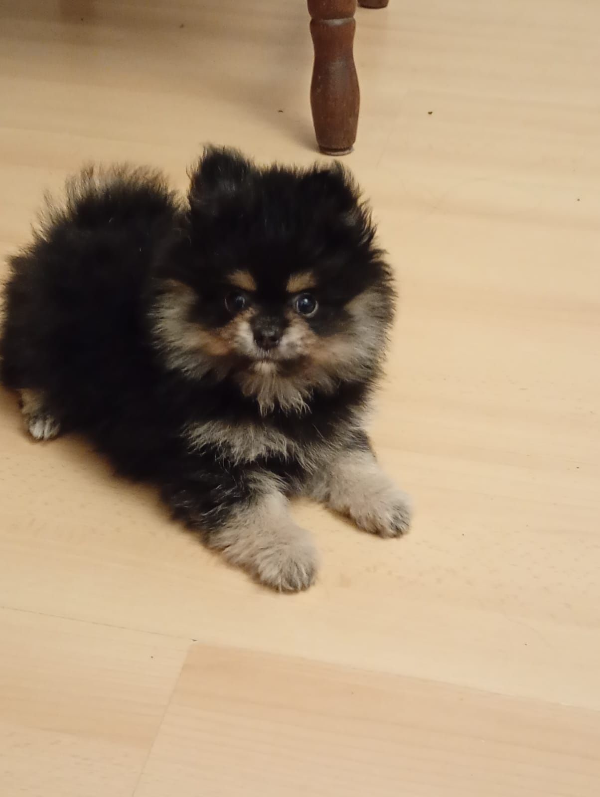 Szpic miniaturowy pomeranian chłopak