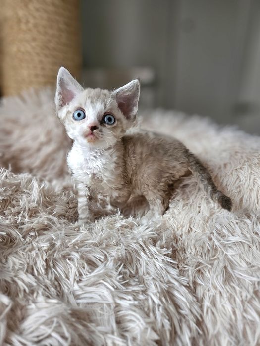 Kocurek Devon Rex czarny point