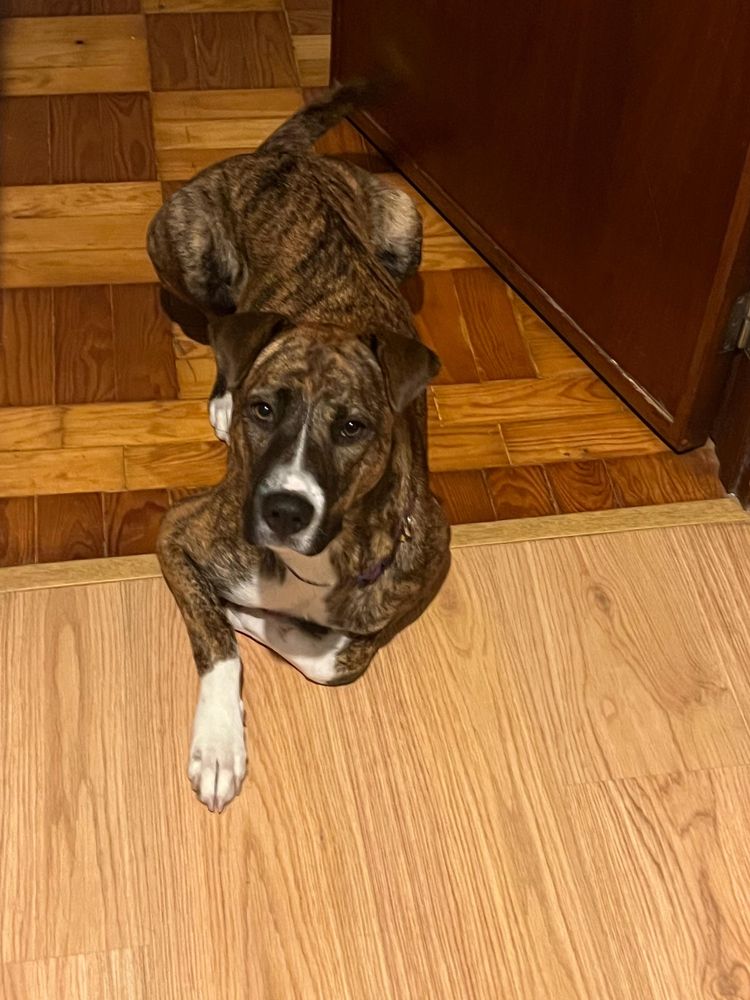 Cadela esterelizada 1 ano p/ adoção responsável