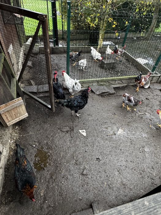 Kogut koguty włoszka australorp czubatka mix