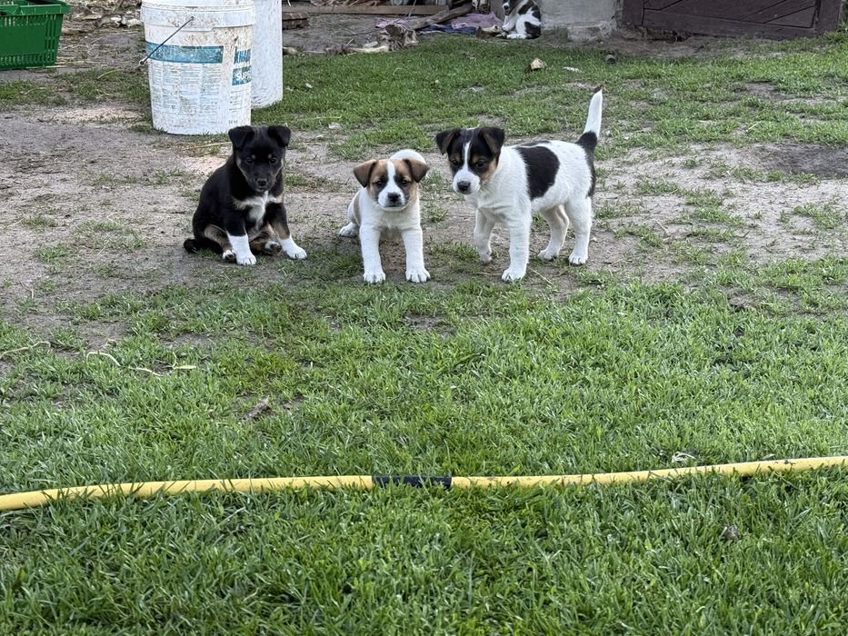 Jack Russell Terrier mieszaniec, Szczeniaki za darmo.