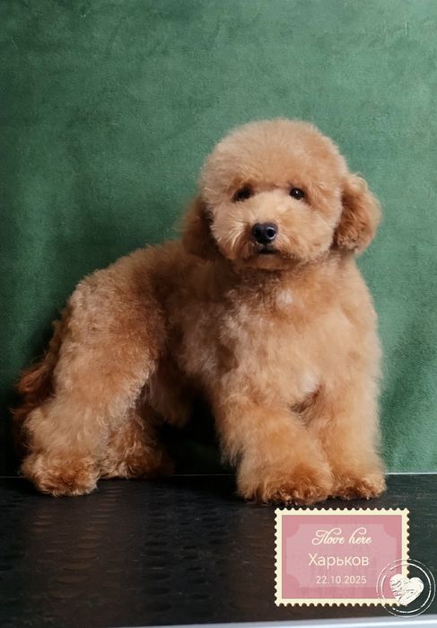 Подрощенный мальчик