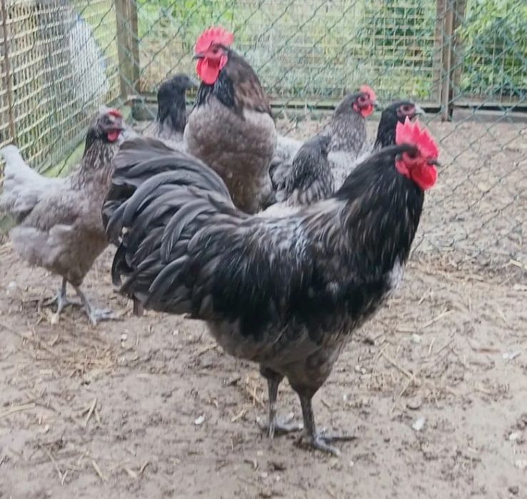 Jaja lęgowe kur Australorp blue