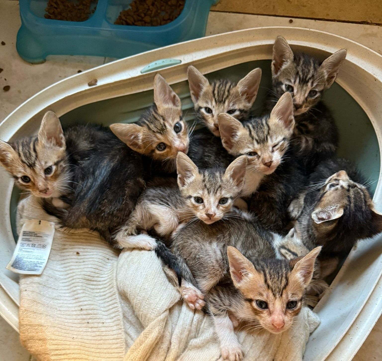 Gatinhos para adoção responsável