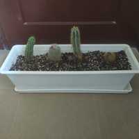 Kaktusy -4 szt- doniczka