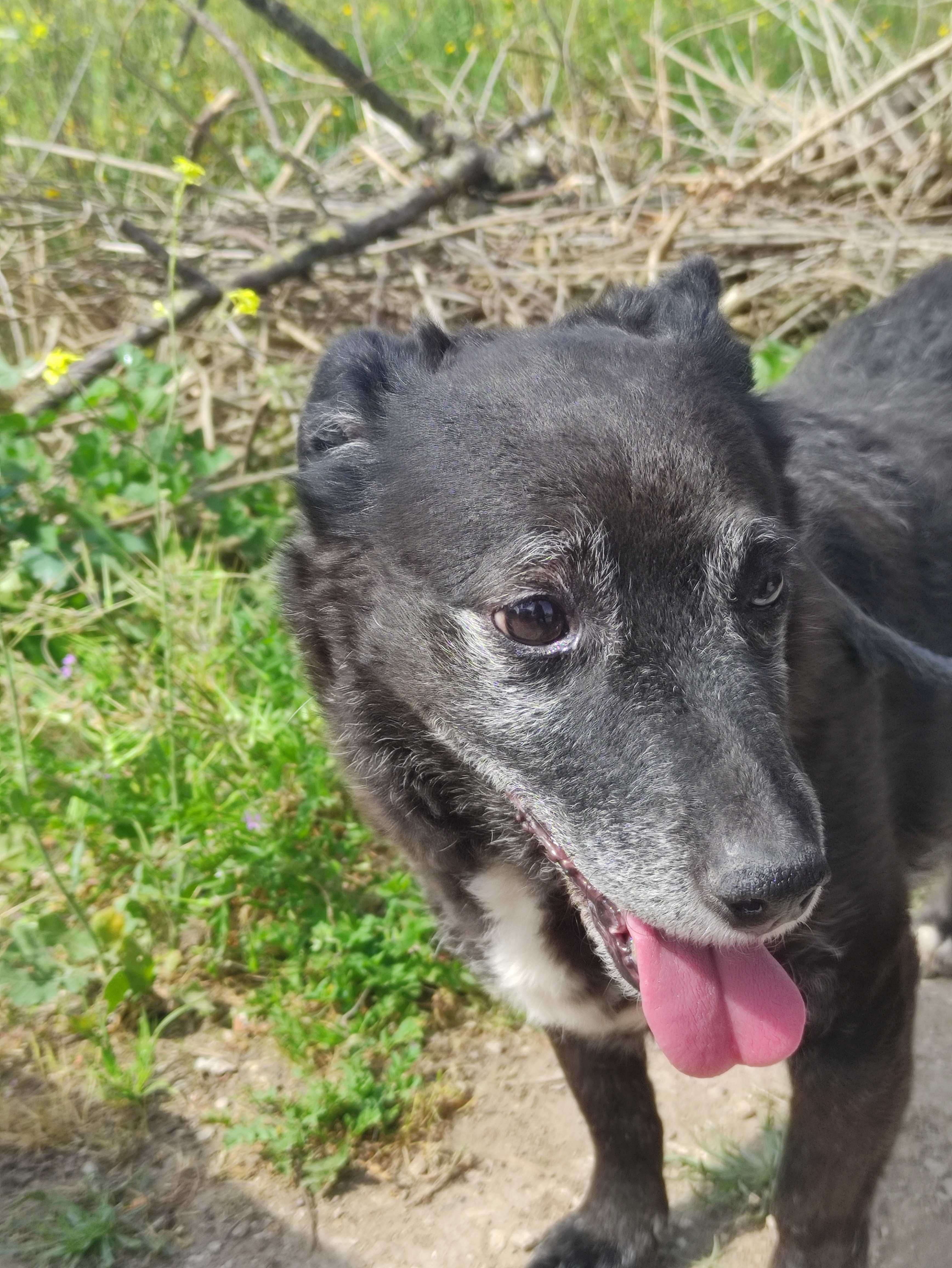 Alfragide - cão pequeno para adoção