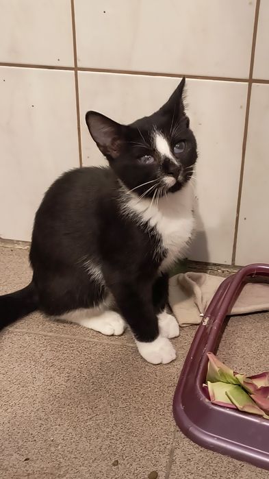 Kociaki do adopcji. Ostoja Mruczków