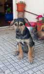 Cães para adopção