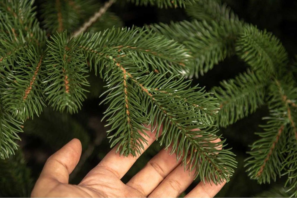 Ялинка Ковалівська Зелена лита Елка