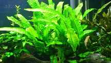 Planta Feto de Java
