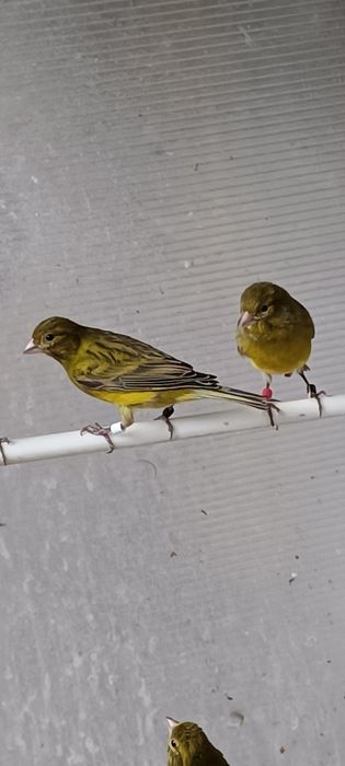 canárioss  raça espanhola miniatura