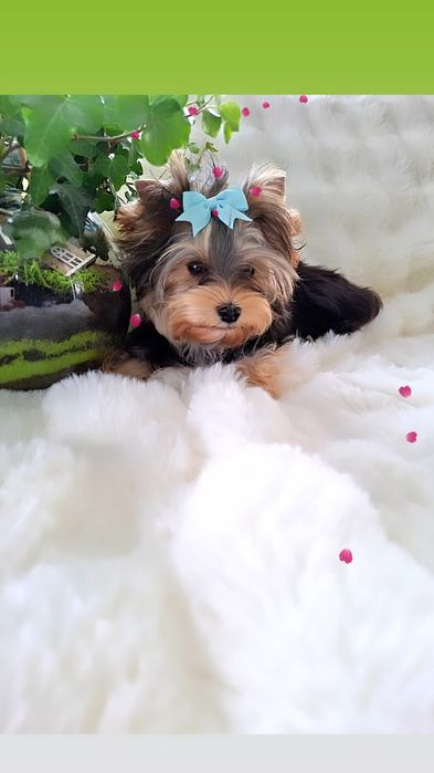 Z PASZPORTEM, mini mini Mikey, maleńki chłopiec Yorkshire terrier