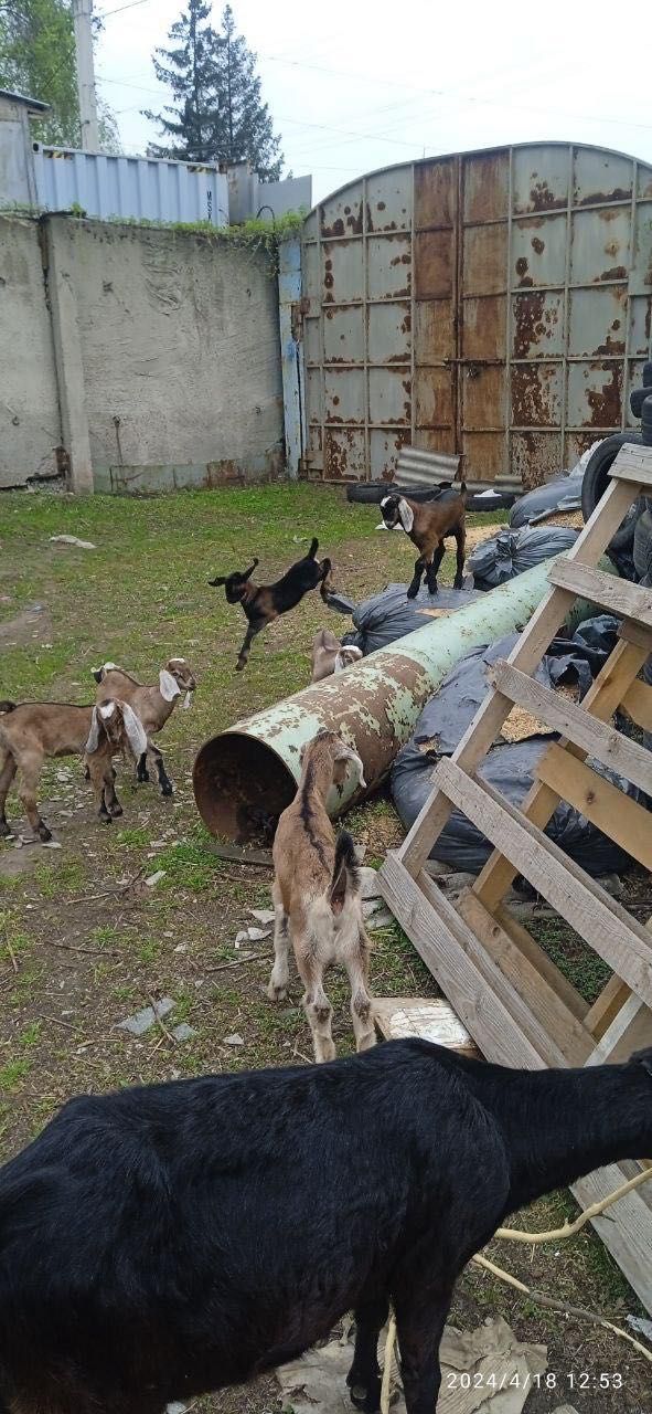 англо-нубійські козенята