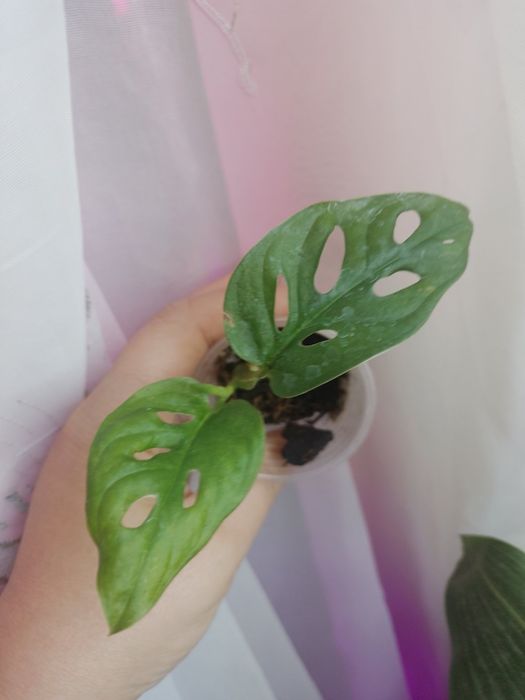 Монстера адансоні вкорінений монстера себі блю