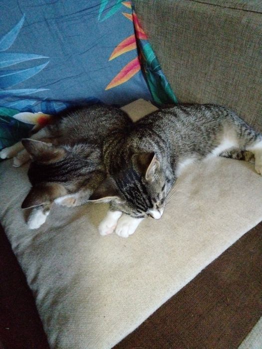 Oddam cztery siwo - szare młode kotki