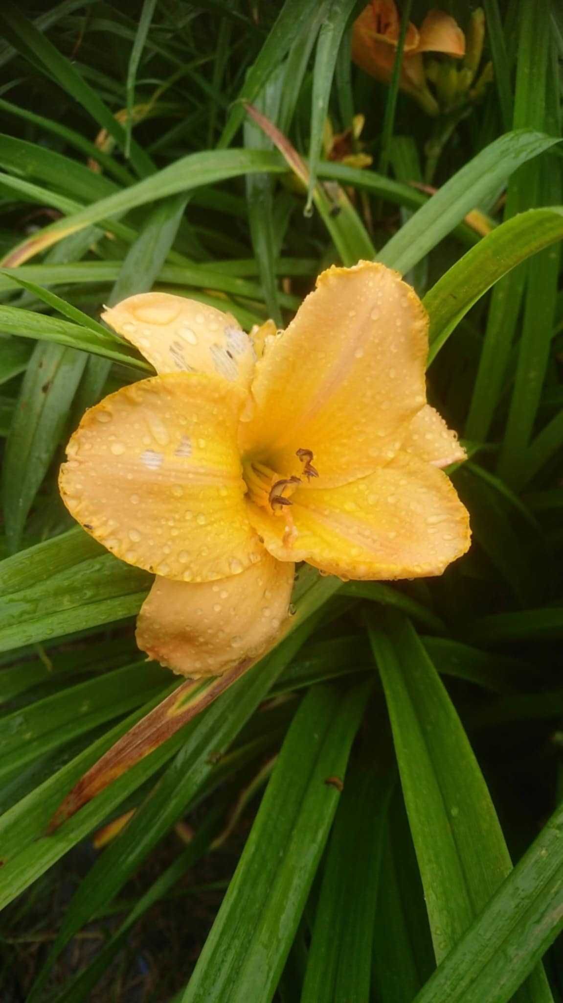 Liliowce mix kolorów