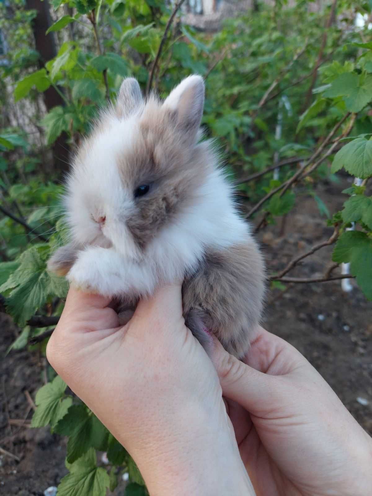 Декоративний карликовий кролик