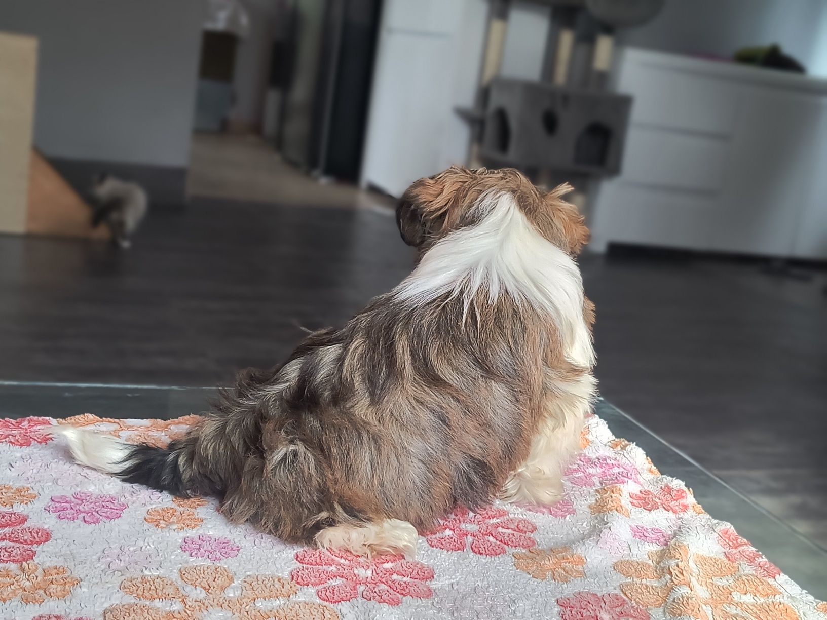 Urocza shihtzu dziewczynka gotowa do odbioru