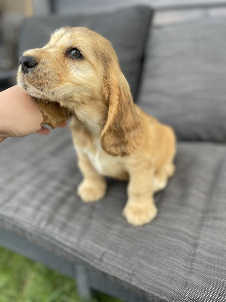 Chlopak cocker spaniel angielski badania genetyczne