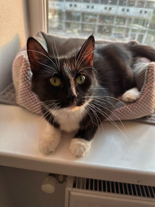 Кішка Нічка шукає люблячу сімʼю