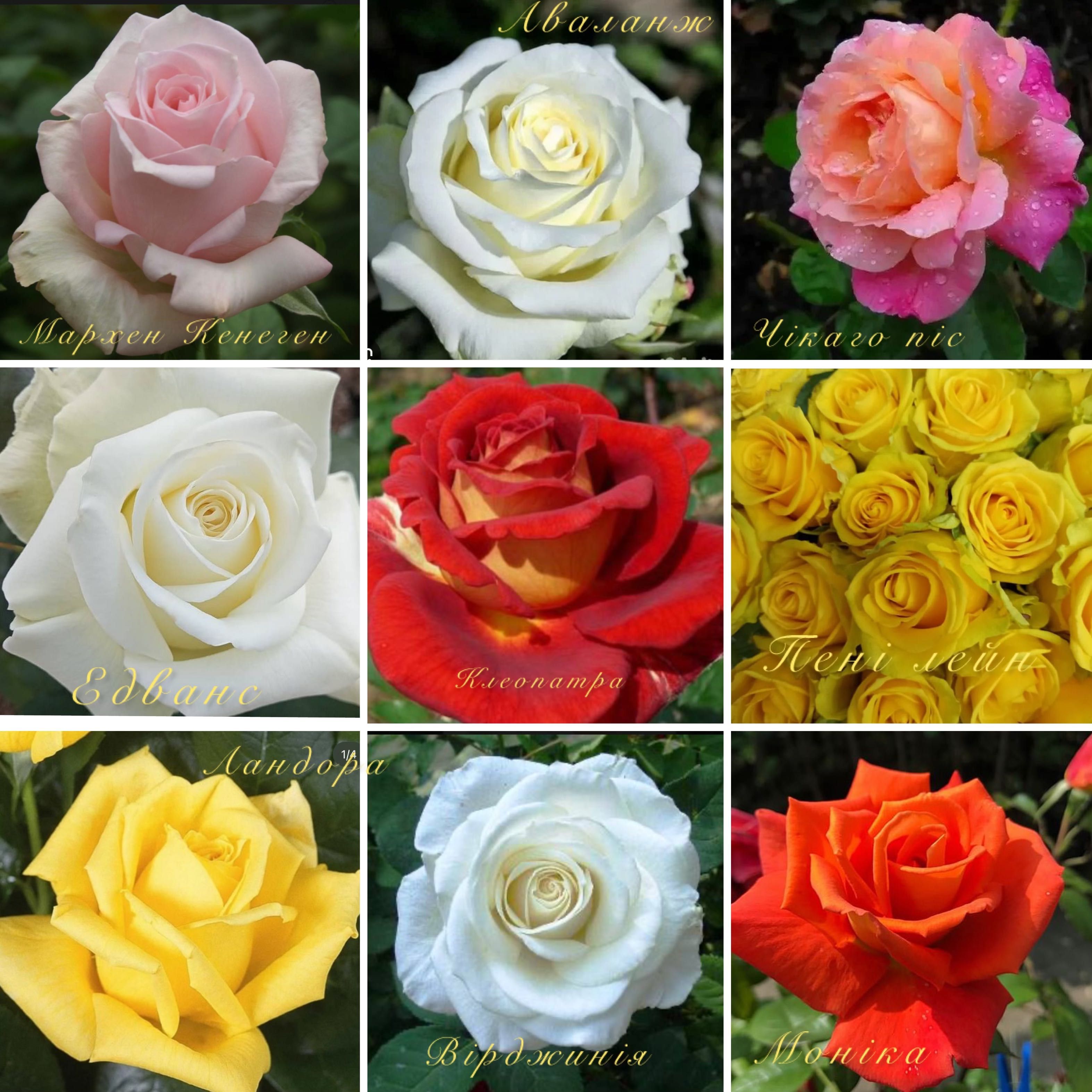 Троянда , саженцы роз , Роза