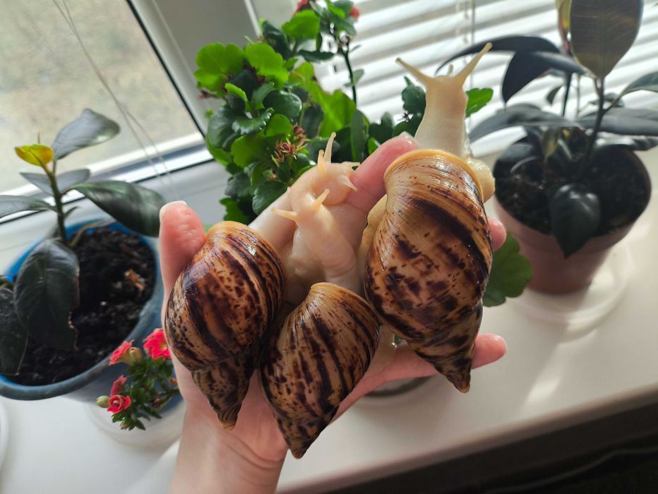 Продаю Ахатина ретикулята 3 шт