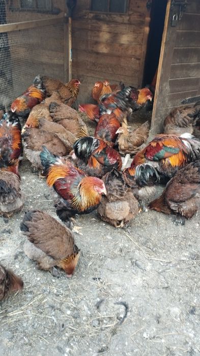 Brahma Olbrzymia Srebrna i Kuropatwiana jaja lęgowe