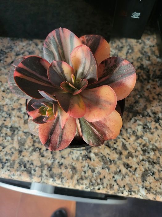 Planta Suculenta escheveria primadona