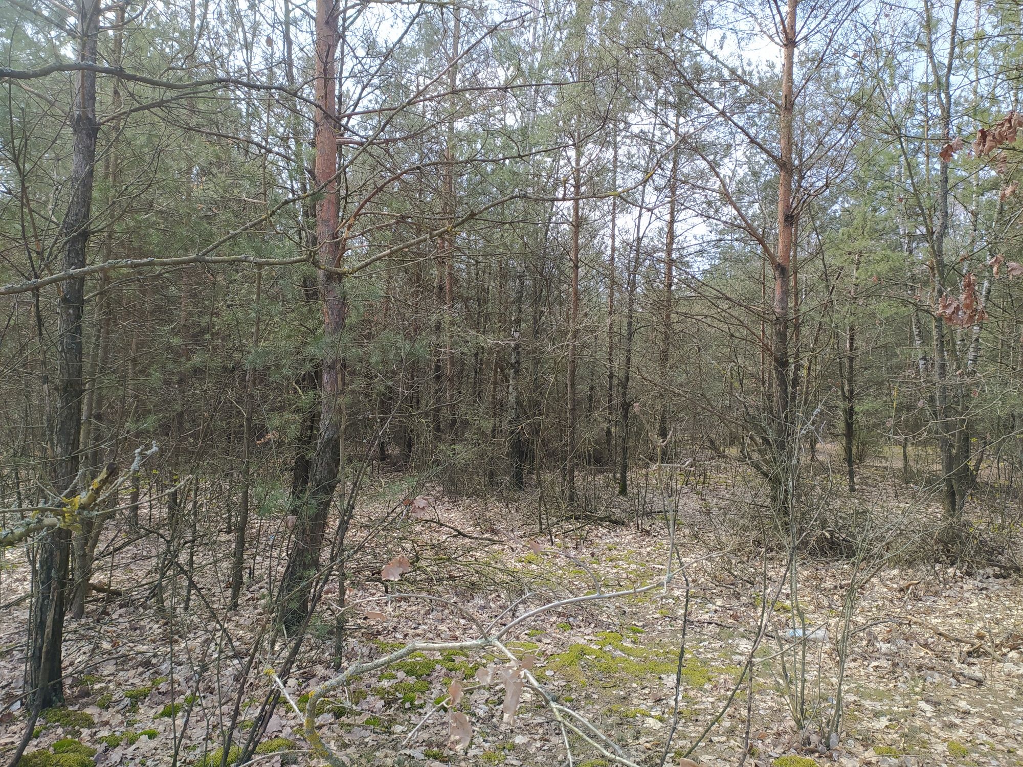 Sprzedam działki leśne w miejscowości Ropele