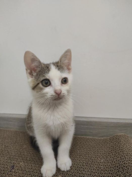 Kot Kotka do adopcji 11 tygodni
