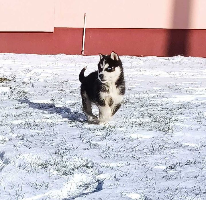 Кому чемпиона! Для выставок и спорта! Щенки с голубыми глазами Хаски