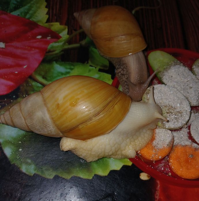 Ахатина фуліка родація